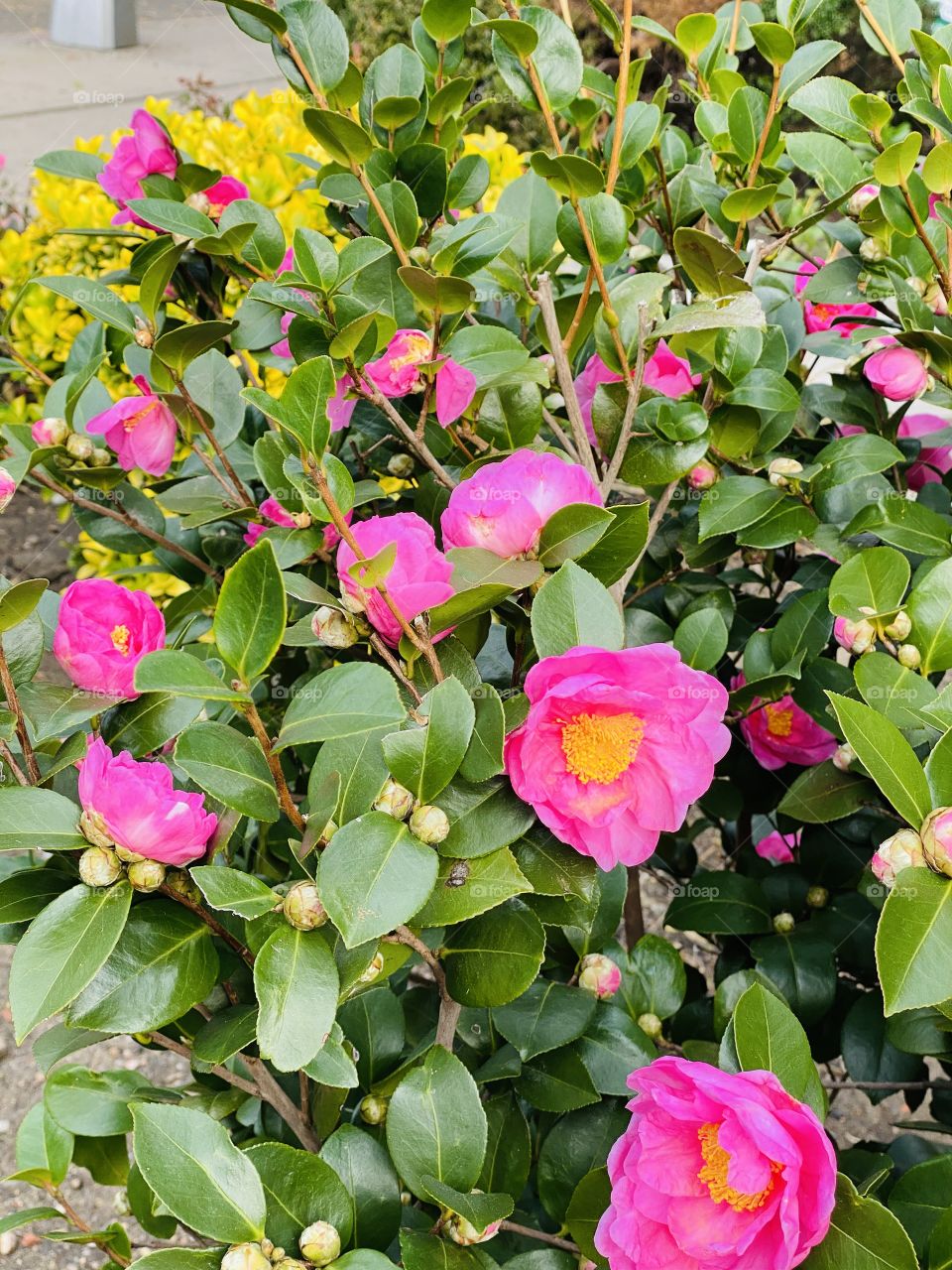 Camellia-Queen of the winter flowers. An attractive evergreen who's exquisite blooms bring life to the bleakness of winter. 