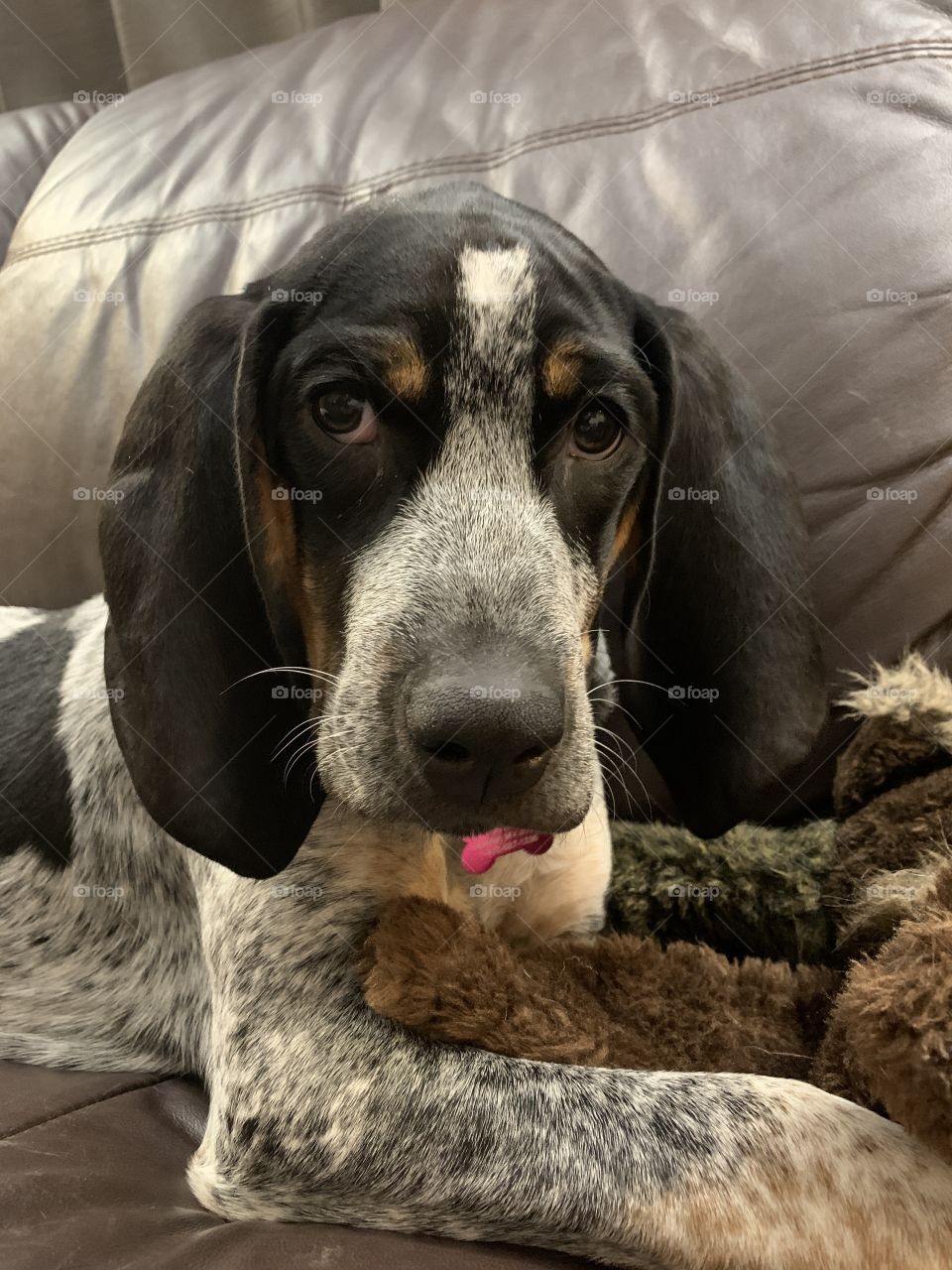 Coon Hound