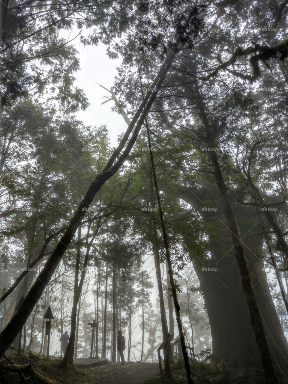 A foggy forest. that have a beauty of hazy   mood and mysterious. the forest can conserve water resources, people should understand and close to it. it often foggy on the mountains.