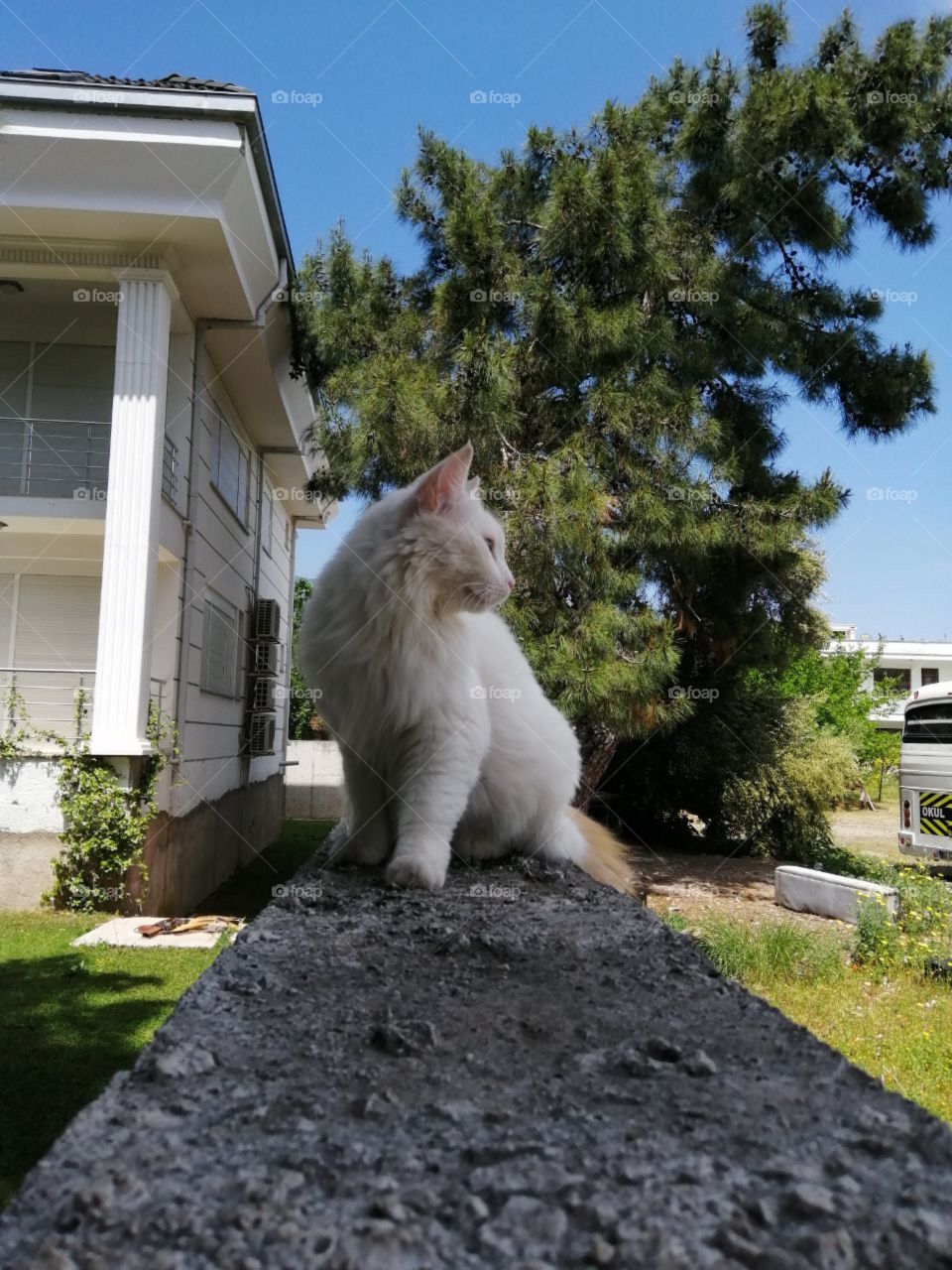 white cat on a concrete fence turned his head to the side against a white house and a tree