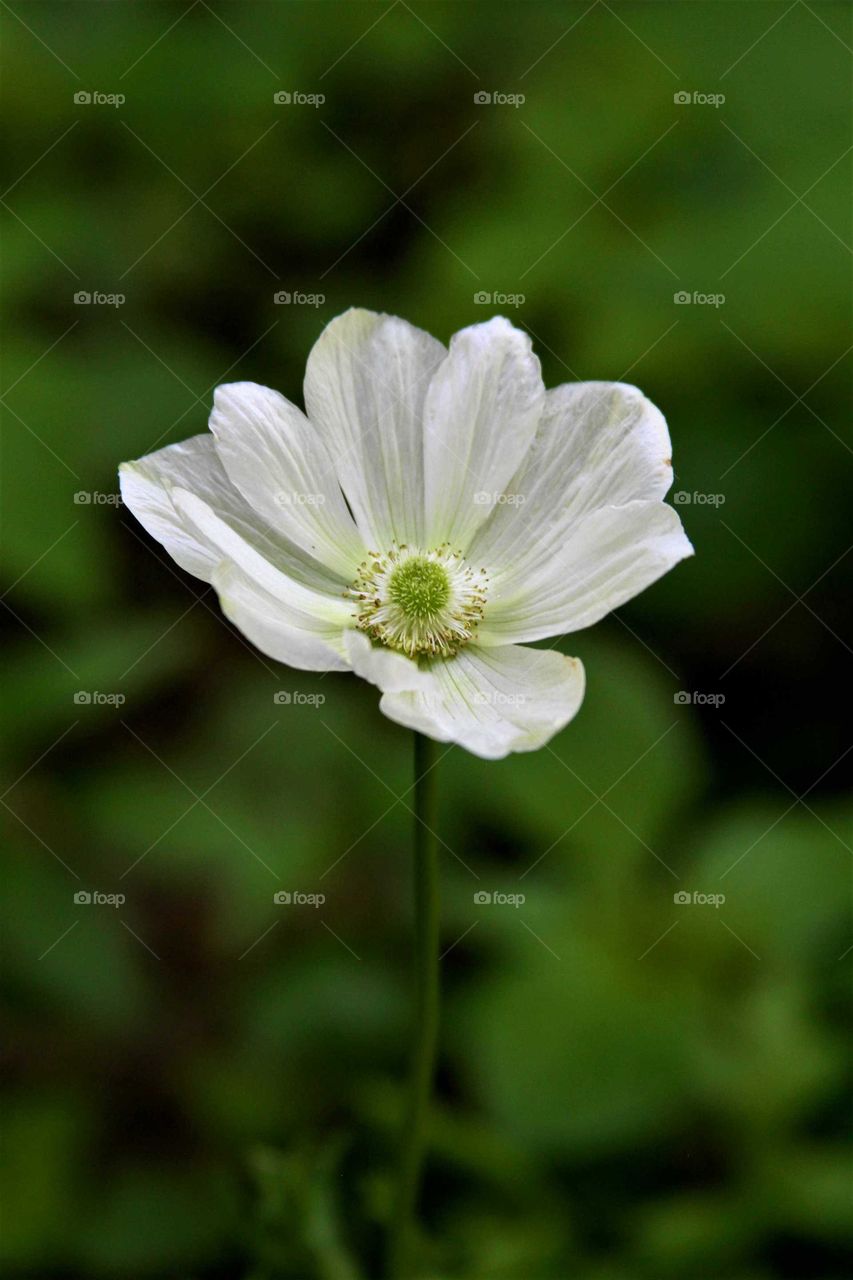 white flower