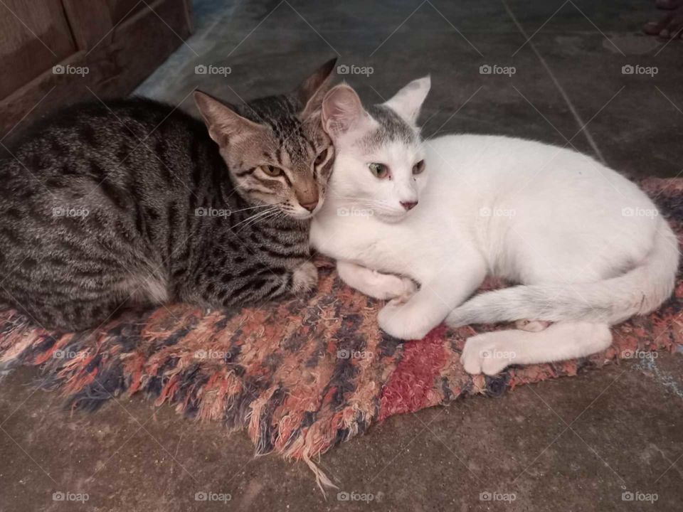 This most beautiful image