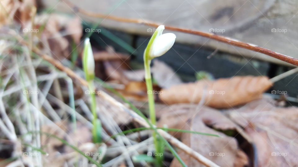 Snowdrops