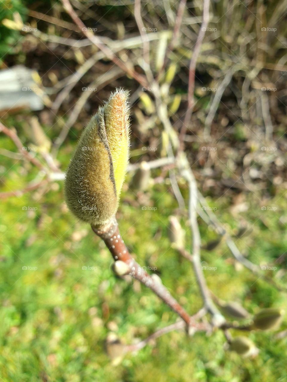 a close up portrait of a growing closed magnolia bud. it will grow into a nice flower on the bush in this garden.