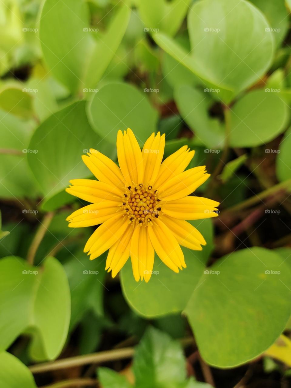 yellow flower