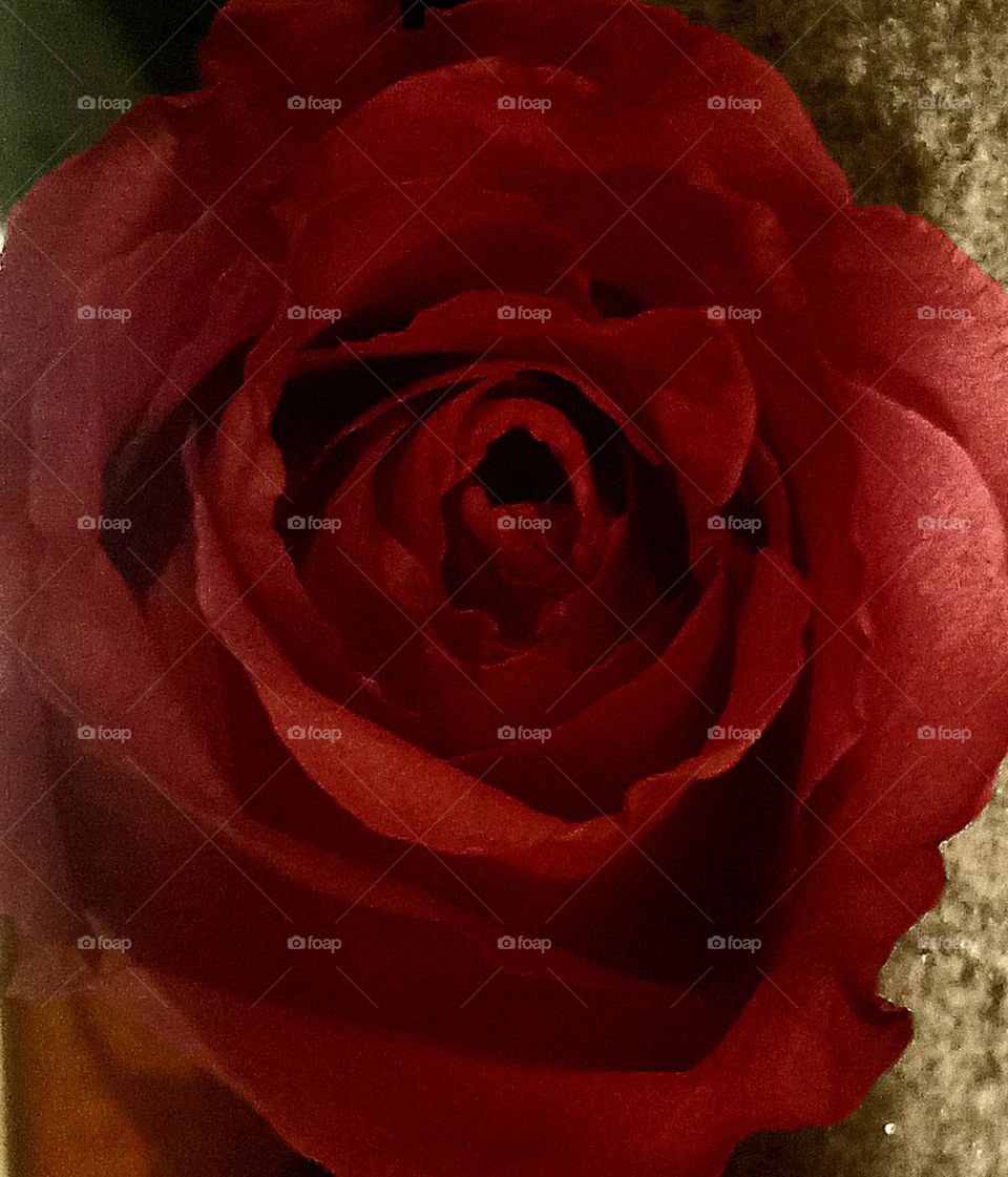 A close up image of a single rose, fully blossomed with delicate opened petals, in a deep salmon color in dim lighting.