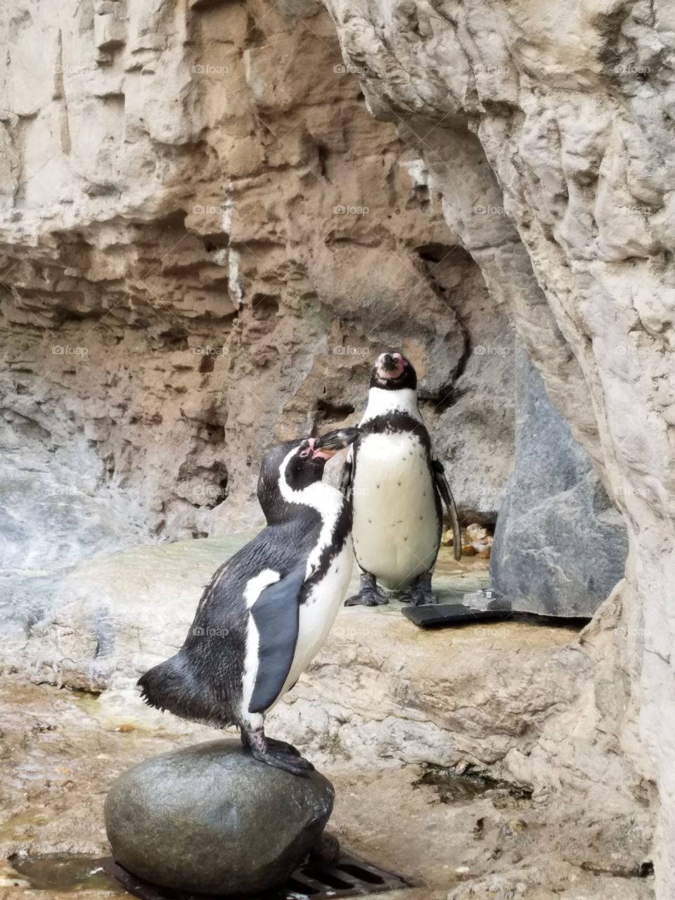 penguins