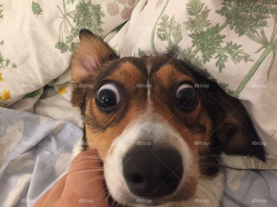 Suprised dog