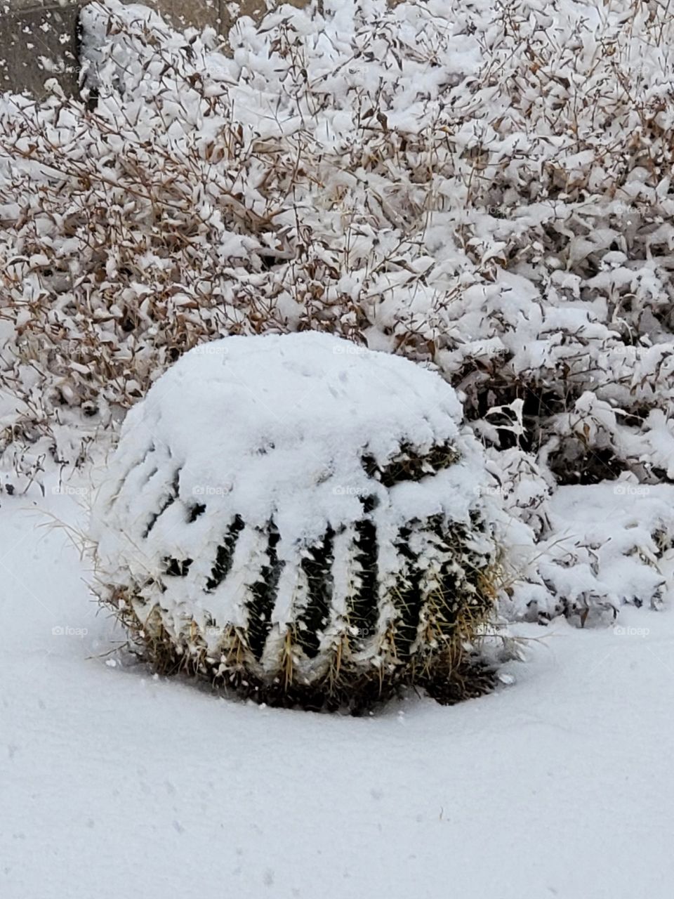 Snow covered cactus in the high desert