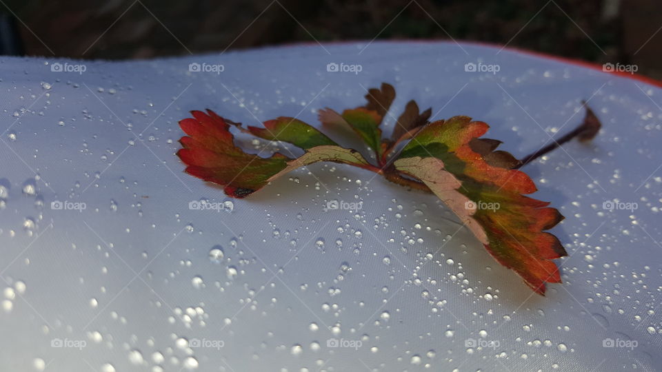 Rainy leaf