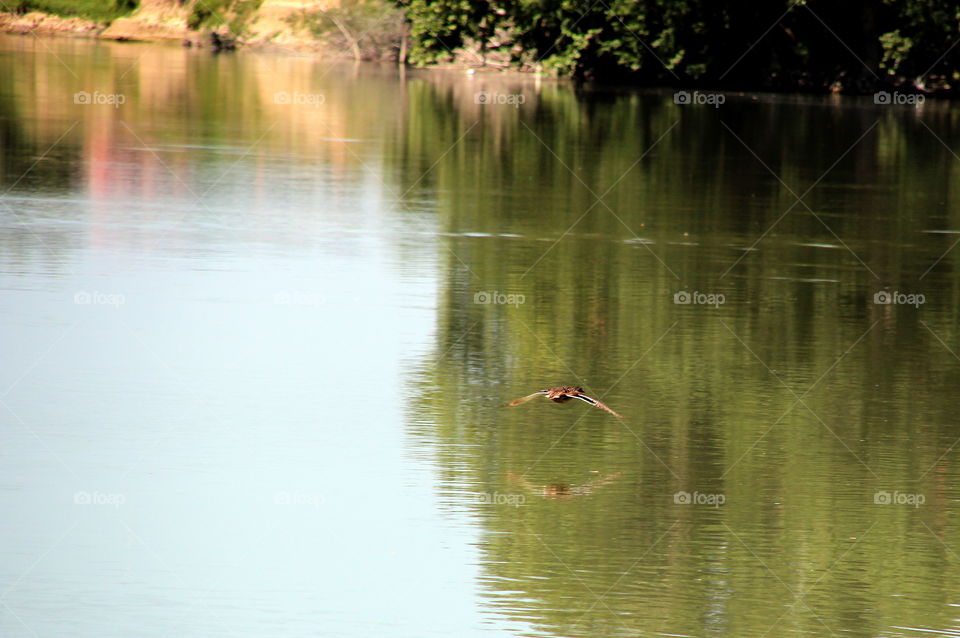 Duck and trees reflected in the water