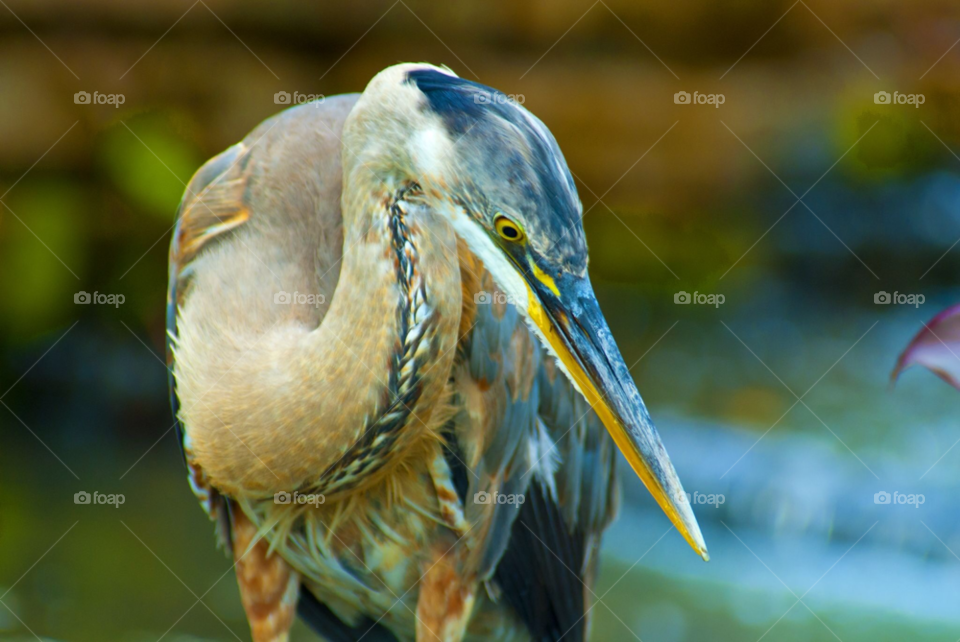 nature bird heron great blue heron by lightanddrawing