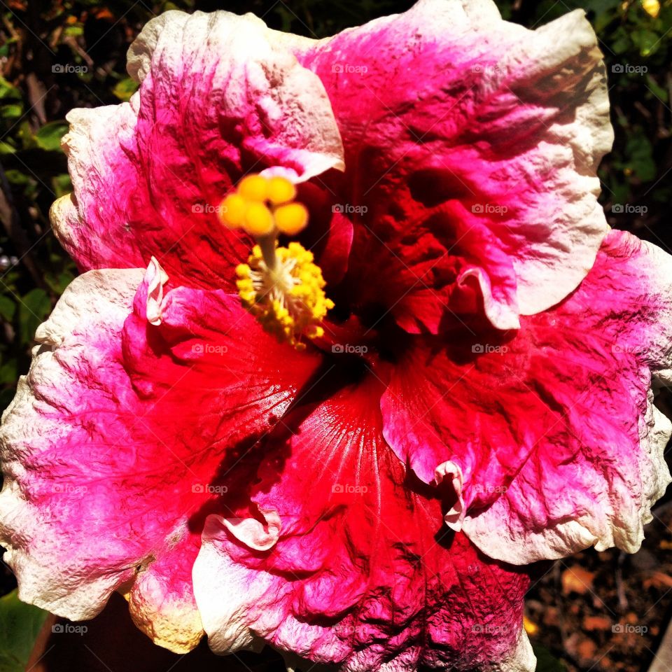 Hibiscus