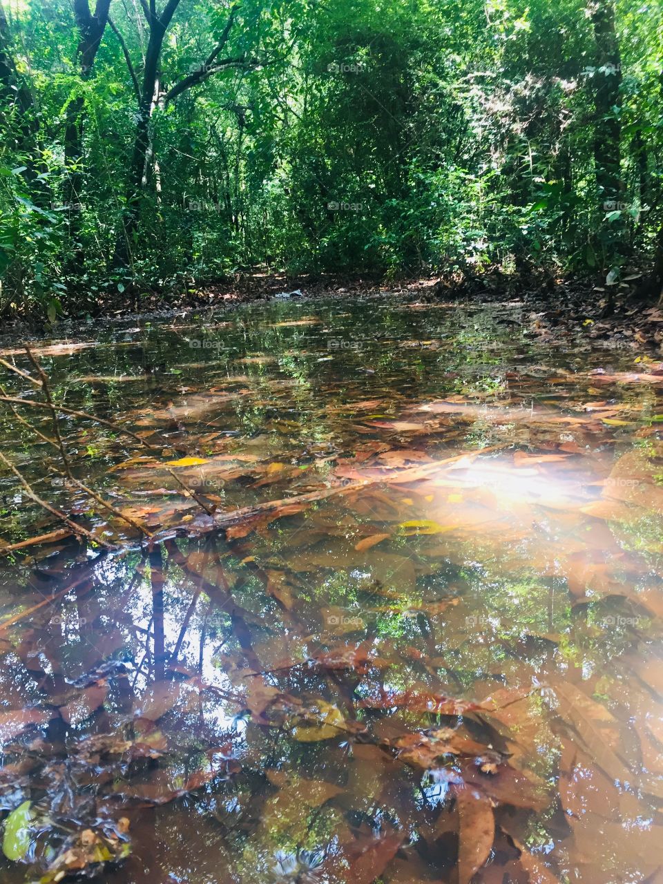 Clear water inside of forest 