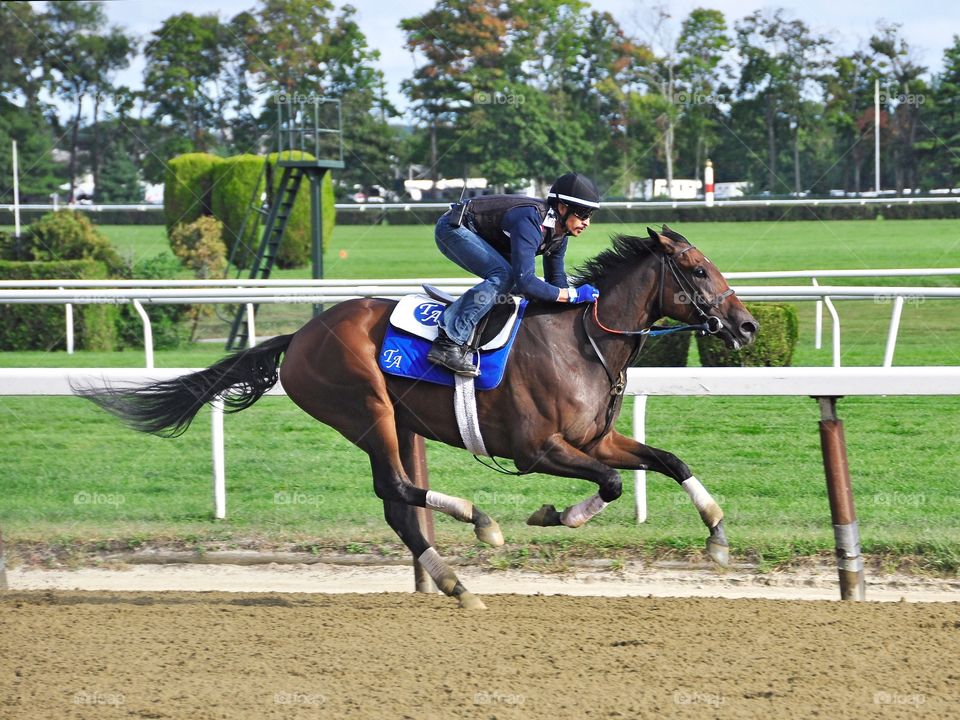 Tom Albertrani Workouts. This beautiful dark brown thoroughbred gets some training at Belmont Park with his exercise rider 
zazzle.com/Fleetphoto