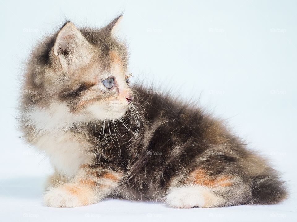 Kitten on blue background