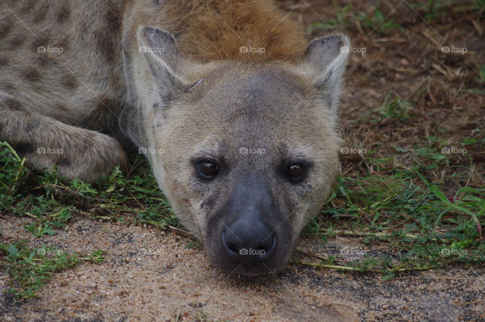 hyena