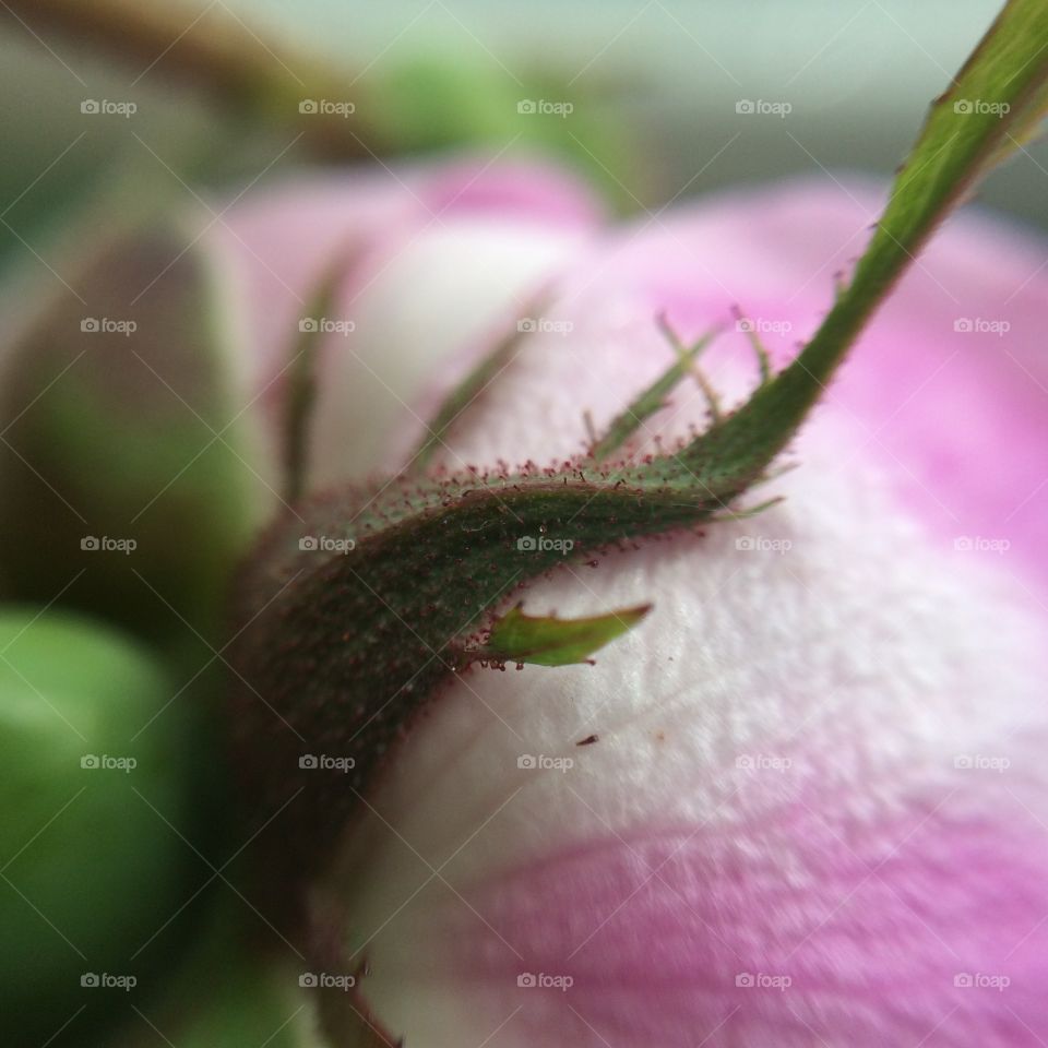 Insect, Nature, Flower, Garden, No Person