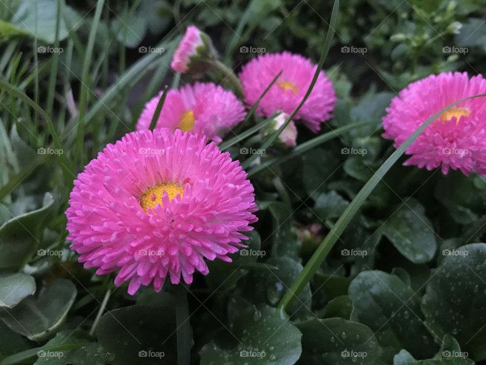 Pink daisies 