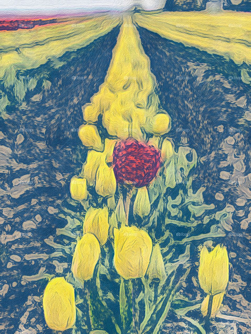 Mount Vernon Washington Tulip Fields, Illustration from Original Photo 