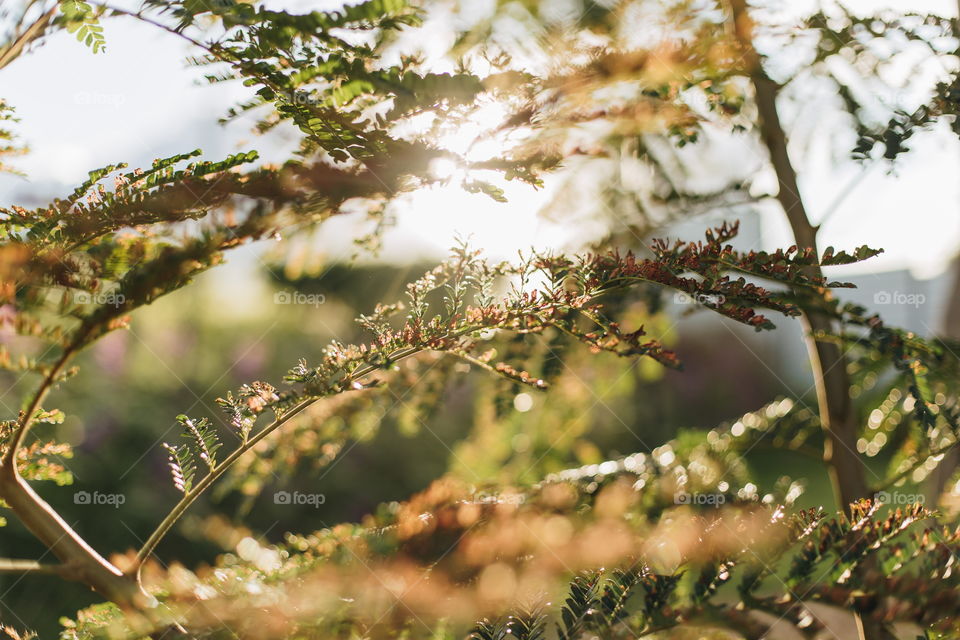 Sunlight passes through the leaves
