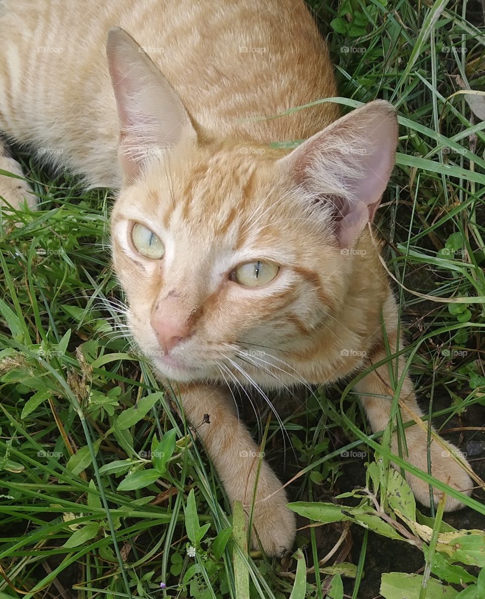 Gato Minino Felino Gatito