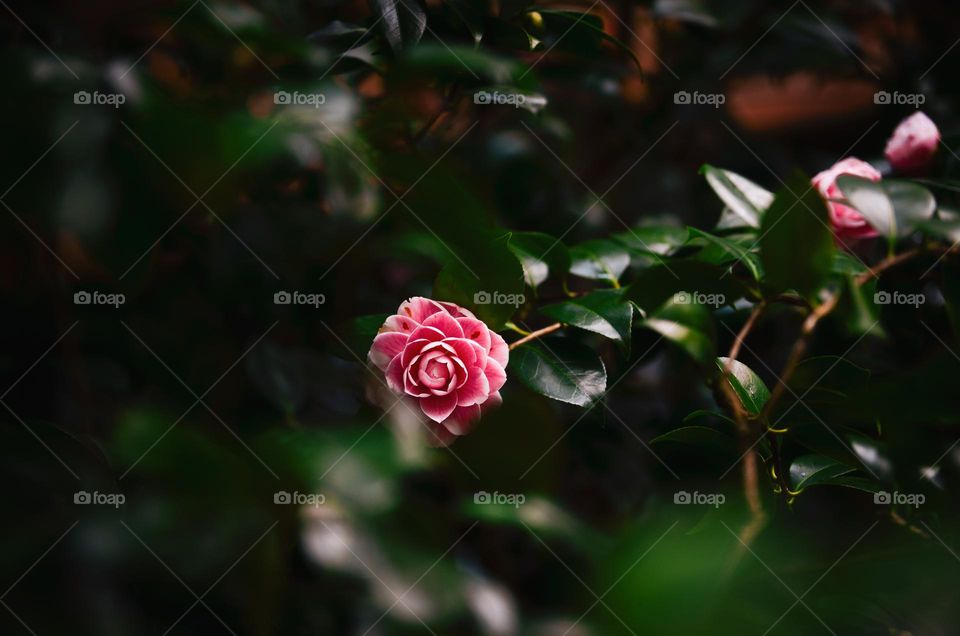 Pale pink roses in Portland, Oregon