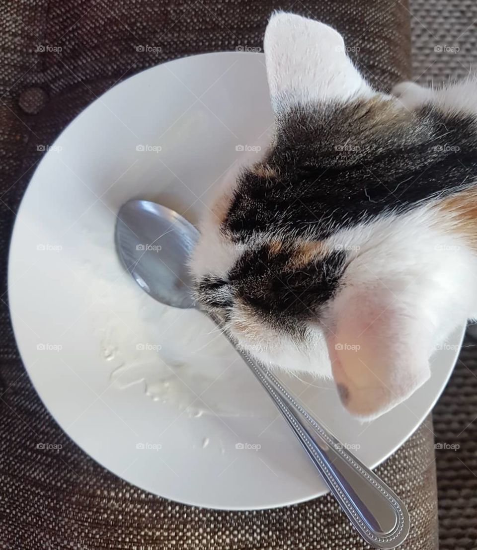 who needs a dishwasher