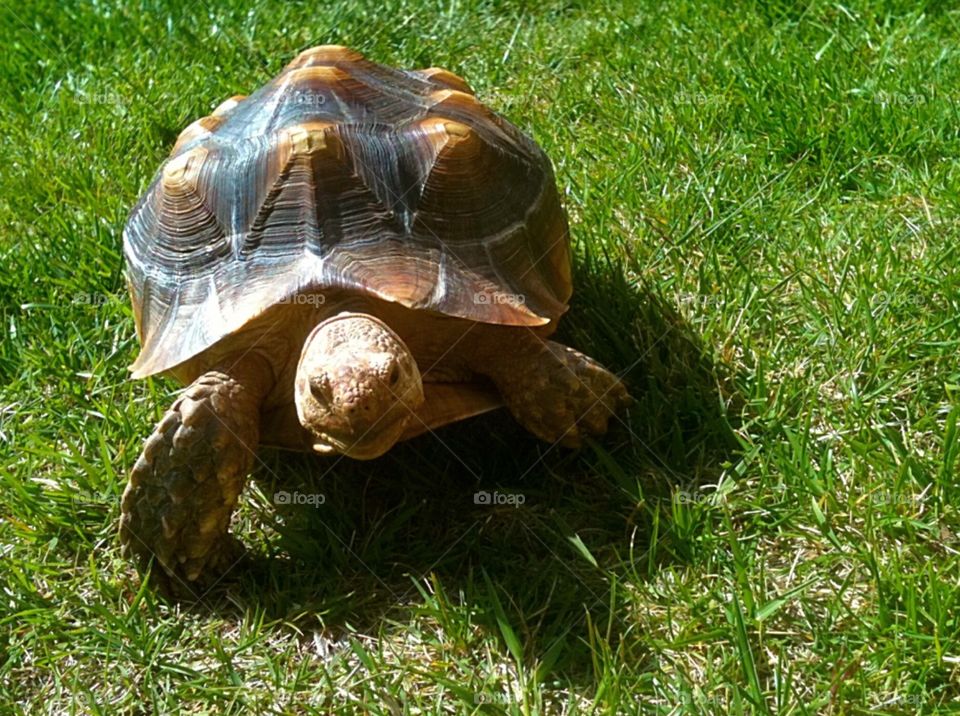 Tortoise on the Run