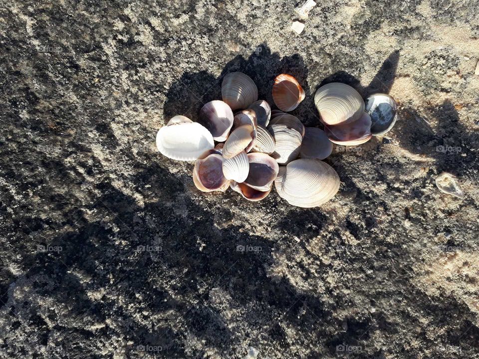 Different shells at the rock