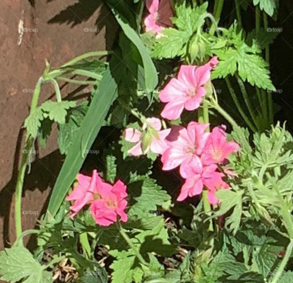 Wild geranium