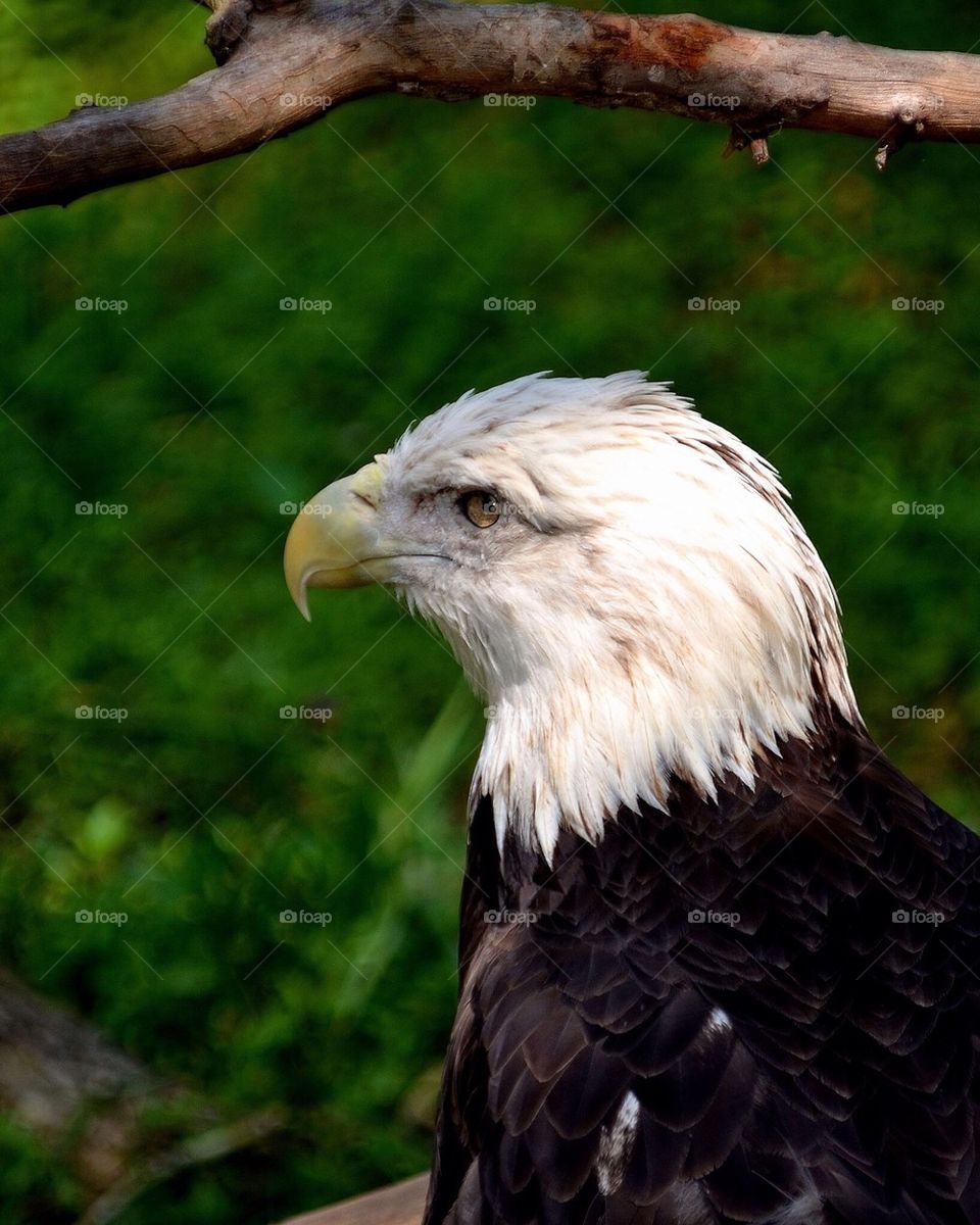 Side view of bald eagle