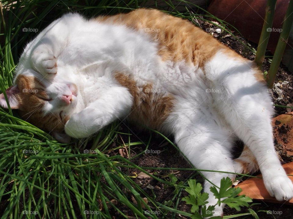 garden sun relax cat by toraand