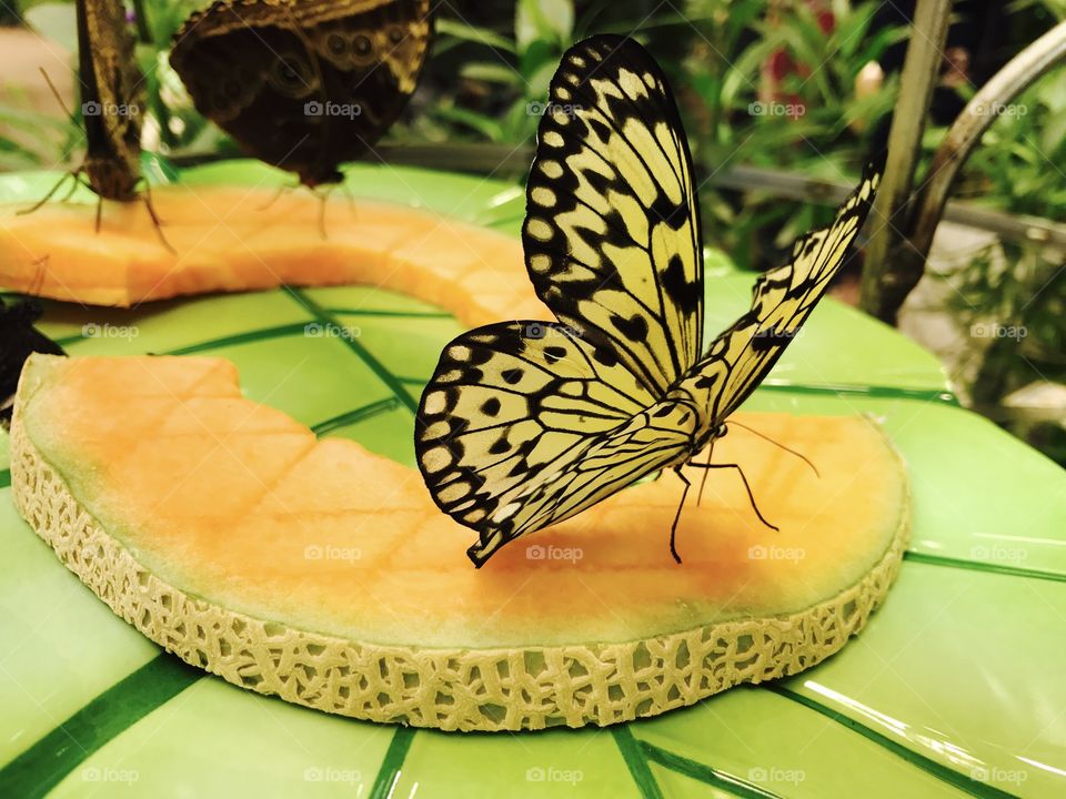Butterflies love cantaloupe
