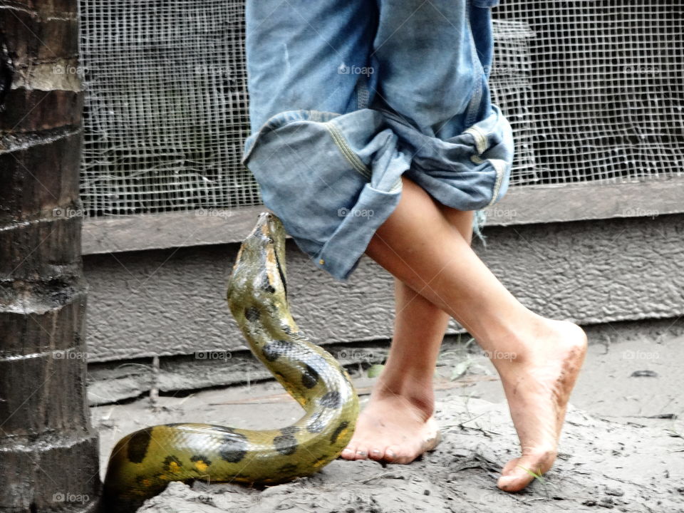 Boy with snake. Green anaconda with barefoot boy crossed legs, amazon rainforest peru