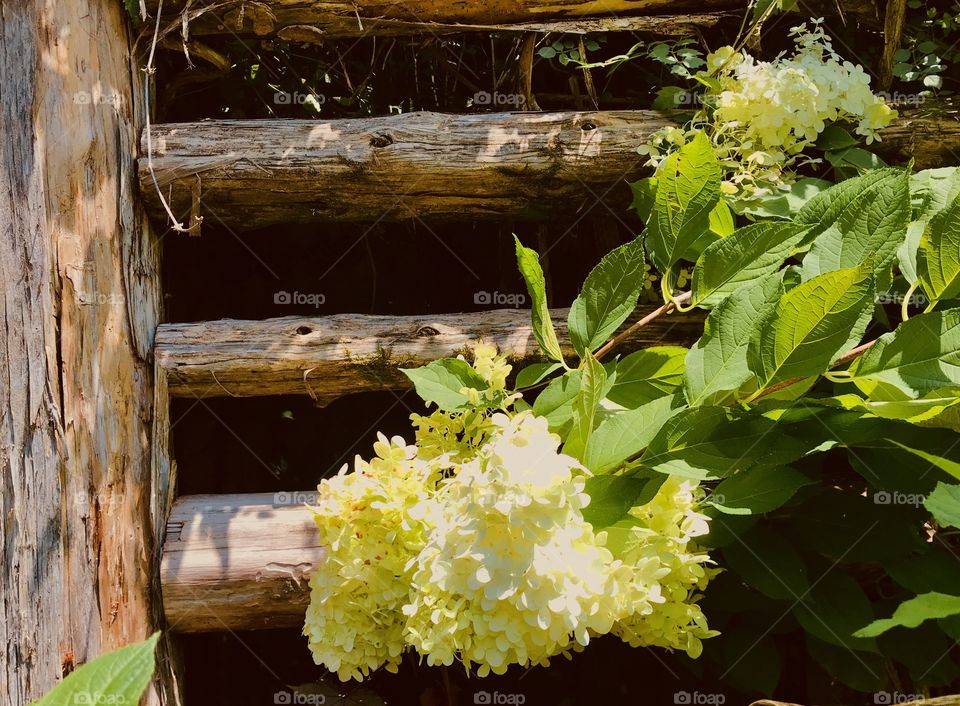 Hydrangeas growing in front of an old wood fence
