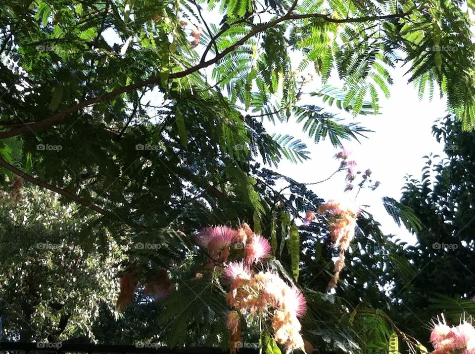 tree sun austin mimosa by Peppermint