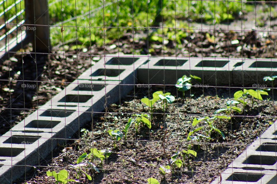 Young bean plants in a raised bed garden on a sunny day