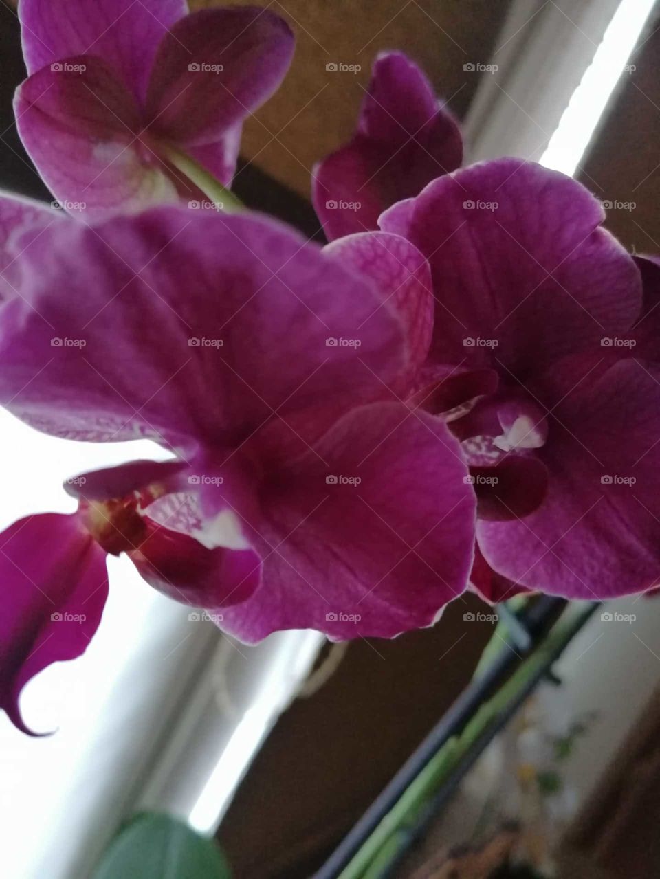 orchid