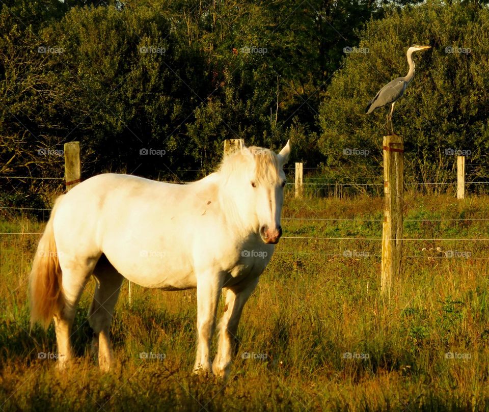 horse and heron in background