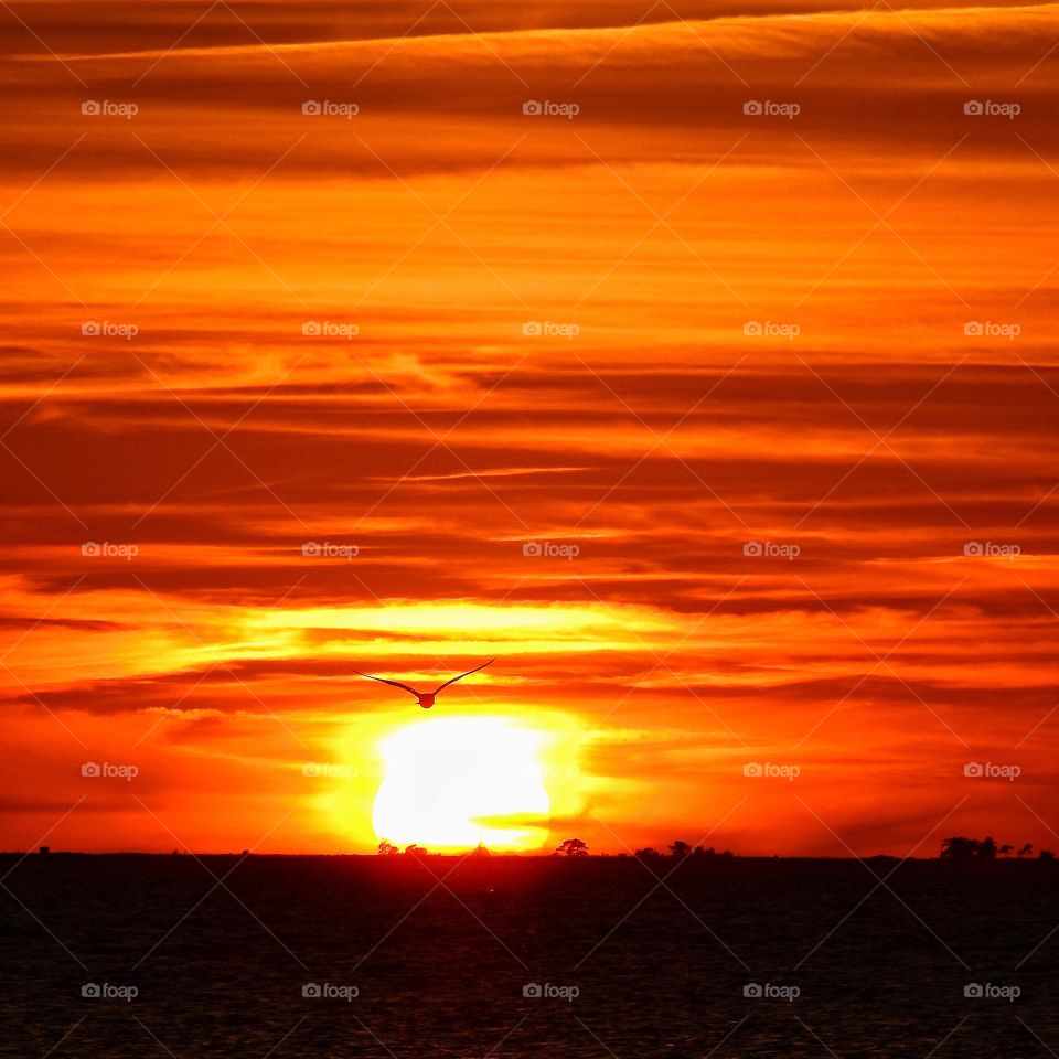 Seagull flying in sky during sunset