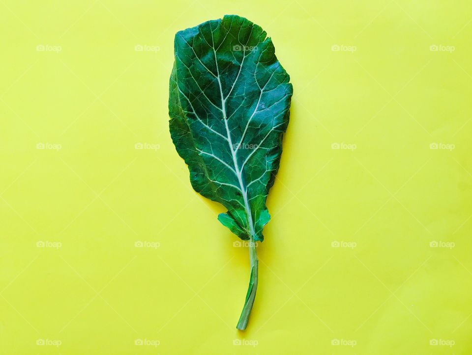 A collard greens’ leafbin a bright yellow background