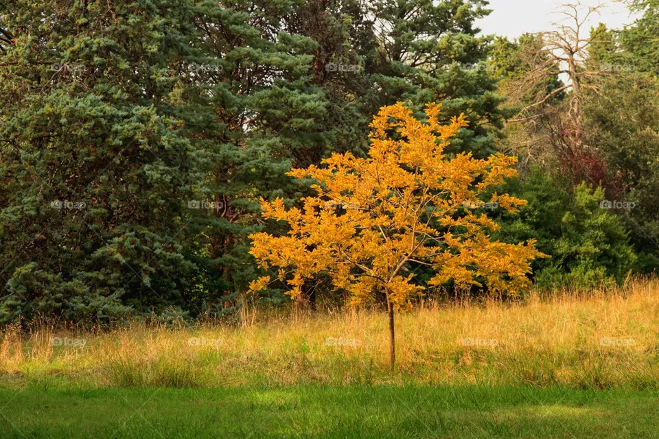 Autumn