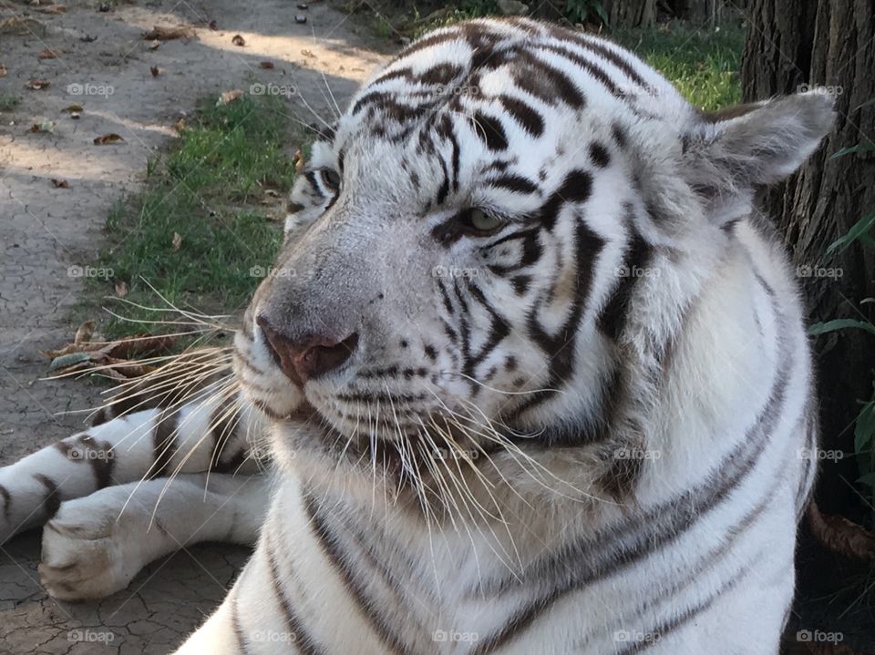 White tiger