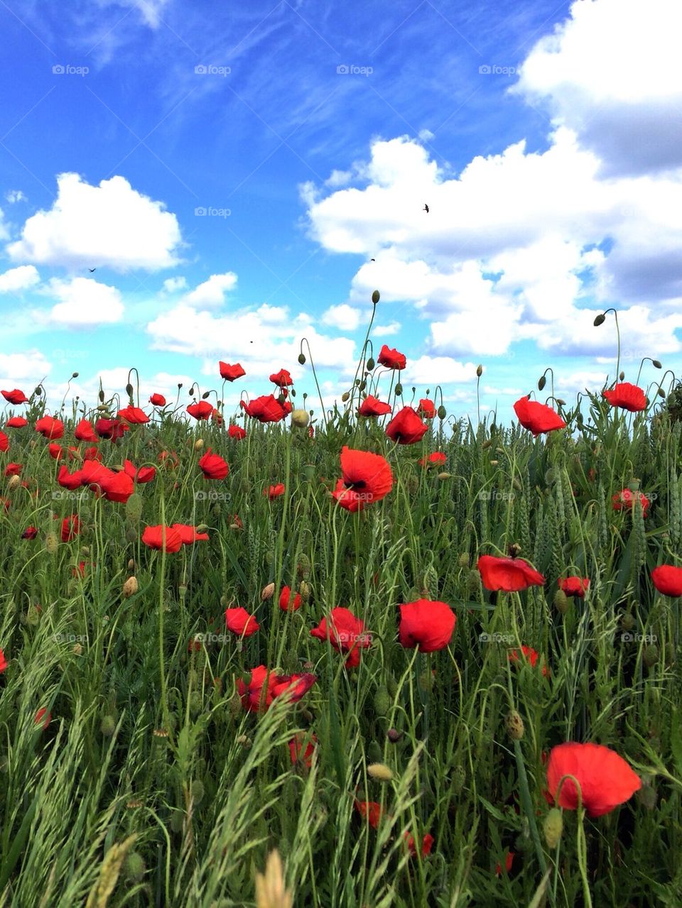 Best of summer. Just before mid summer, south of Sweden 
