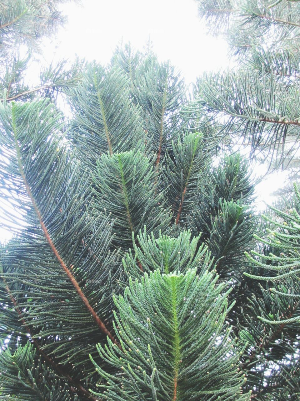 pine tree. pine tree