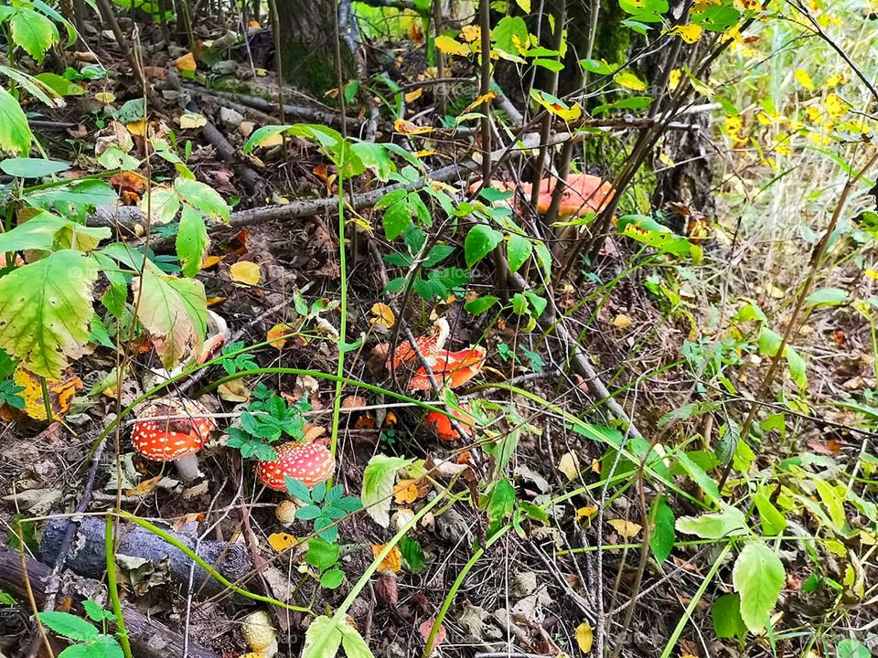 Amanita glade. Forest.  Red fly agarics among foliage