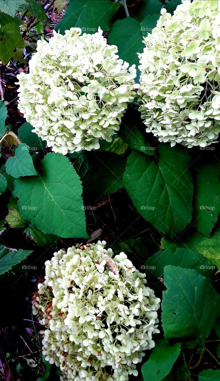 green hydrangea Anabelle in autumn evening