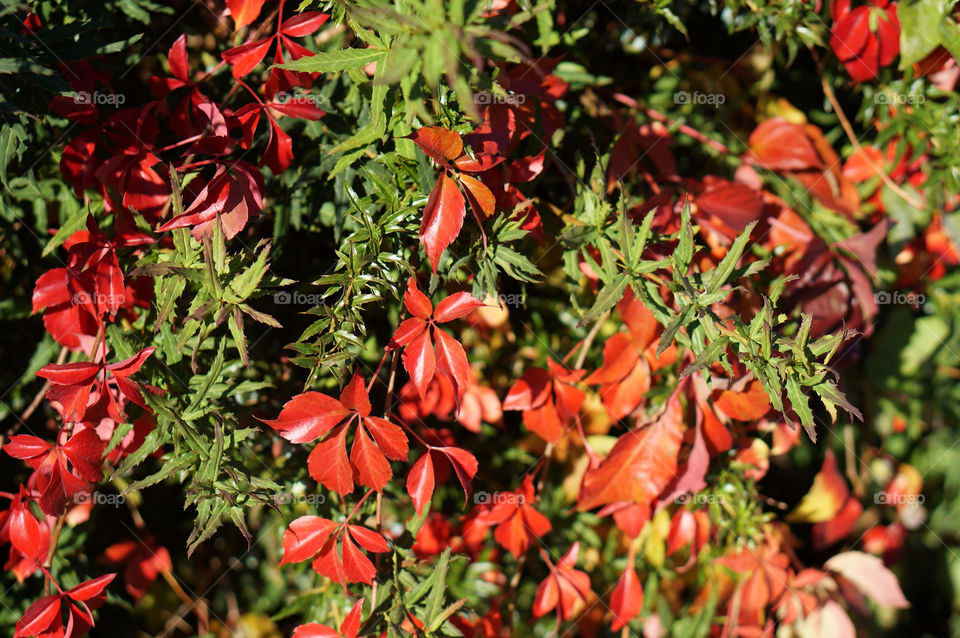 green flowers red leaves by lexlebeur