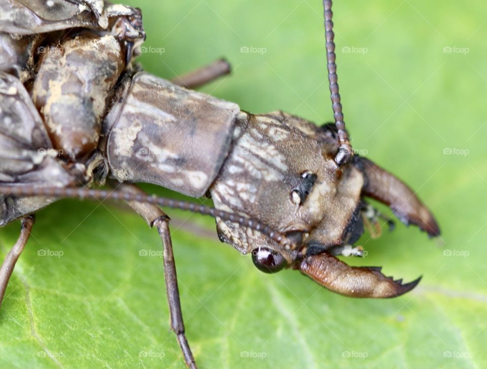 Unusual looking insect